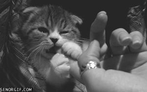 licking,holding,cat,cute,animals,finger food