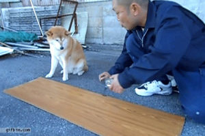measure,plank,wood,dog