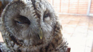 owl,love,pet,fluffy,feathers,eyebleach