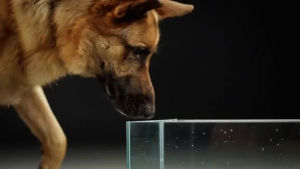 dog,water,drinking,forever and always,wheeeeeeeee