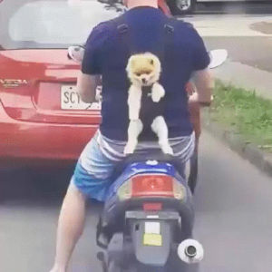 dog,motorcycle,back,dey