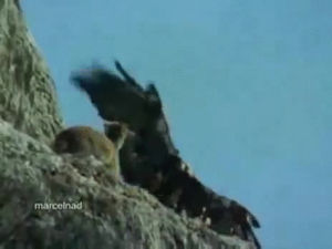 Goat Eagle Catches Gif On Gifer By Drelalas