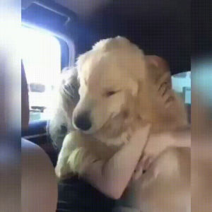 doggo,hugs