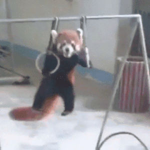 red panda,exercise,swole,pull up,get swole