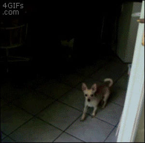 invisible,scratching,dog,animals,wtf,confused,door,glass,wagging,door frame
