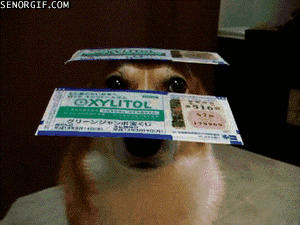 corgi,lottery ticket,animals,cute,fail,dog,fool