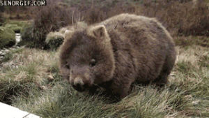 wombat,one,casual,ones