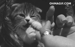 funny,cat,cute,animals,kitten,eating,finger,fingers,biting