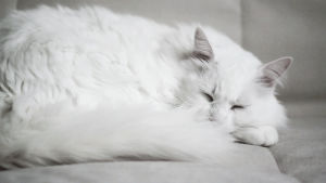 cat,white