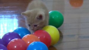 playing,cat,balls