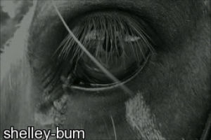 horse,black and white,eye,equestrian