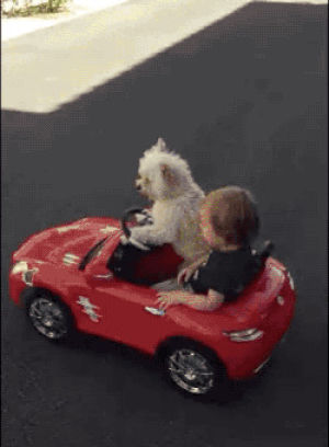 dog,car