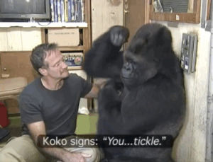 gorilla,robin williams,tickle,koko
