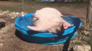 pig,pool,piggy,esther