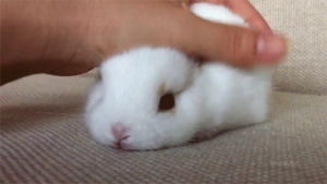 bunny,funny,cute,adorble