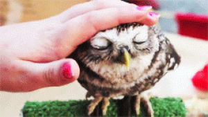 relaxed,animals,owl,calm
