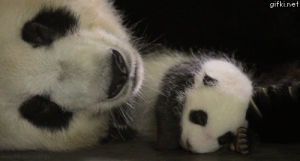 panda,animals,black and white,baby,life,nature,child