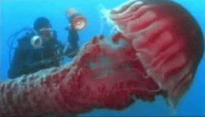 jellyfish,marine invertebrates,animals