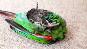 bird,animals,cleaning,parrot,colorful