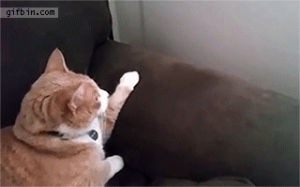 Coucou Peekaboo Gif Find On Gifer