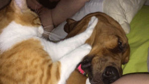 dog and cat,cat and dog,funny,cute,lol,cats,massage,afv