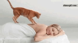 cat,cats,relaxing,masseuse