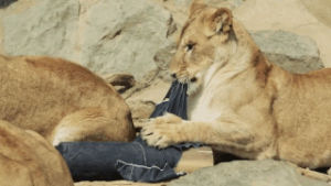wtf japan,lions,jeans,tigers,pair