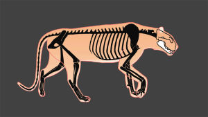 tiger,skeleton