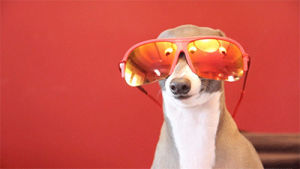 kermit the dog,jenna marbles,funny,cute,dog,youtube,kermit,kermieworm,silver unicorn