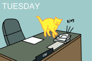 tuesday,work,office,cat,working,days of the week,weekday,office cat
