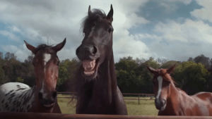 wtf,horses,volkswagen,laughing