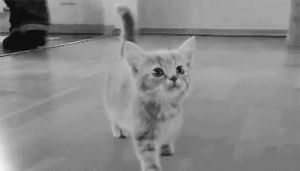 cat,black and white,kitten,adorable,meow,miau,meowing