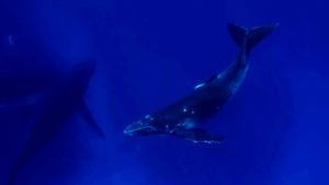 humpback whale,ocean life,whale,whales,underwater,blue,ocean,love these guys so much,humpback whales