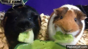 guinea,chumbawamba,life,share,nibbler