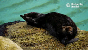 zzz,tired,cute,adorable,sleep,sleepy,otter,fluffy,nap,monterey bay aquarium,sea otter,naptime