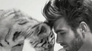 tiger,love,black and white,friends,animal