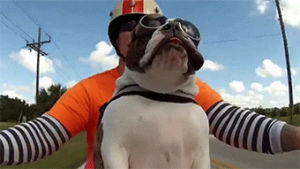 motorcycle,like a boss,dog,badass,goggles