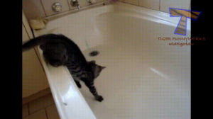 cats,bathe