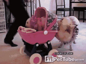 pigs,pushing,cute,animals,playing,cart,hog