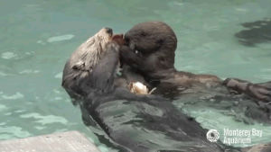 monterey bay aquarium,crab,pup,sea otter,rosa,hungry,food,otter,nom,grab,pup 696,696,sea otter 696,sea otter pup