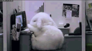 animals,work,falling,rabbit,office,grabbing,bunday,workaday world