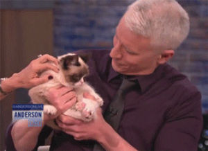 cat,kiss,grumpy,anderson,cooper,forehead,wee