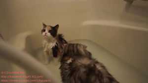 cat,time,bath,fella,i love ariana ahh