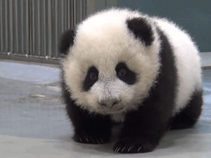 panda,baby