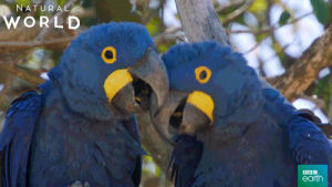 parrot,parrots,love,kiss,couple,bird,bbc earth,natural world