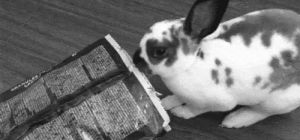 black and white,hungry,bunny,chips
