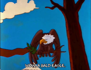 season 3,episode 2,shocked,wings,3x02,branch,bald eagle,wow a bald eagle,a bald eagle flapping its wings