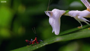 orchid,mantis,life,story,kung