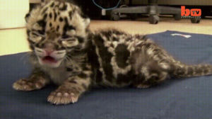 baby,leopard