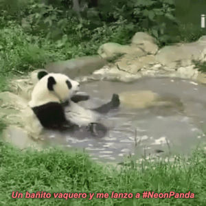 panda,divertido,bath,neon panda,celebi voice of the forest